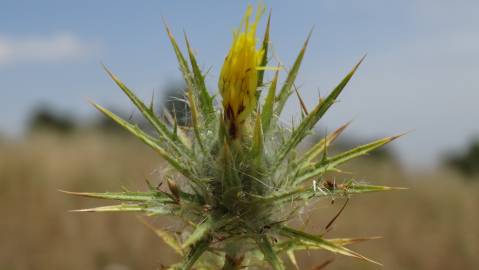 Fotografia da espécie Carthamus lanatus