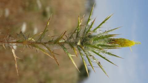 Fotografia da espécie Carthamus lanatus