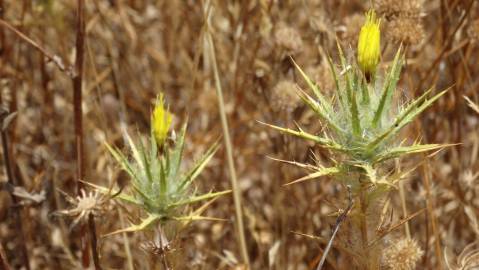 Fotografia da espécie Carthamus lanatus