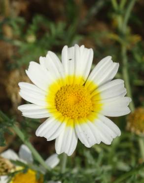 Fotografia 15 da espécie Glebionis coronaria no Jardim Botânico UTAD