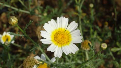 Fotografia da espécie Glebionis coronaria