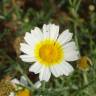 Fotografia 15 da espécie Glebionis coronaria do Jardim Botânico UTAD