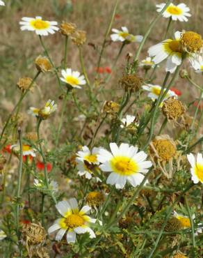 Fotografia 9 da espécie Glebionis coronaria no Jardim Botânico UTAD