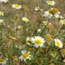Fotografia 9 da espécie Glebionis coronaria do Jardim Botânico UTAD