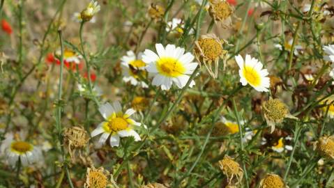 Fotografia da espécie Glebionis coronaria