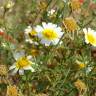 Fotografia 7 da espécie Glebionis coronaria do Jardim Botânico UTAD