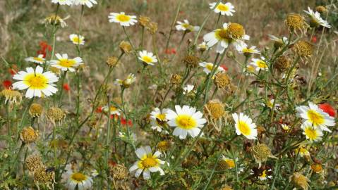 Fotografia da espécie Glebionis coronaria