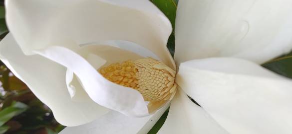 Fotografia da espécie Magnolia grandiflora