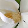 Fotografia 14 da espécie Magnolia grandiflora do Jardim Botânico UTAD