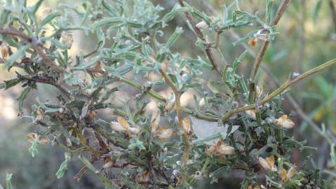 Fotografia da espécie Pterospartum tridentatum subesp. tridentatum