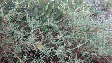 Fotografia da espécie Pterospartum tridentatum subesp. tridentatum