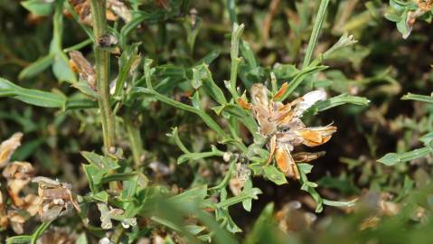 Fotografia da espécie Pterospartum tridentatum subesp. tridentatum