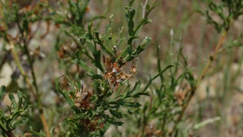 Fotografia da espécie Pterospartum tridentatum subesp. tridentatum