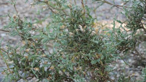 Fotografia da espécie Pterospartum tridentatum subesp. tridentatum