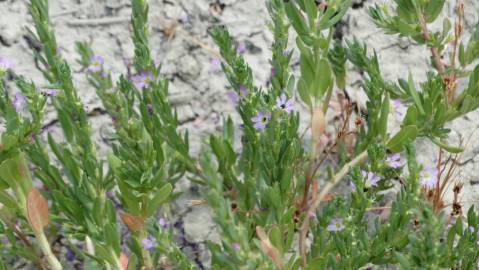 Fotografia da espécie Lythrum hyssopifolia