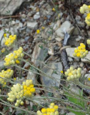 Fotografia 16 da espécie Helichrysum stoechas no Jardim Botânico UTAD