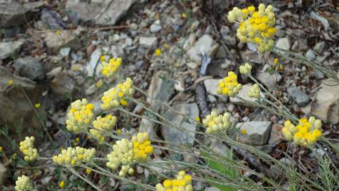 Fotografia da espécie Helichrysum stoechas