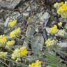 Fotografia 16 da espécie Helichrysum stoechas do Jardim Botânico UTAD