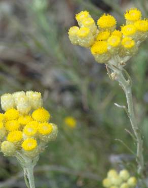 Fotografia 17 da espécie Helichrysum stoechas no Jardim Botânico UTAD