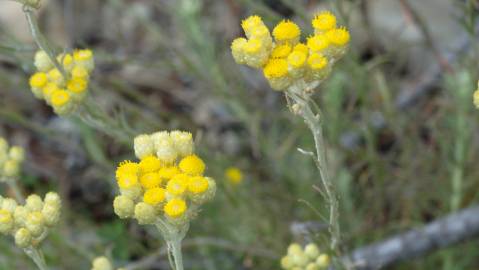 Fotografia da espécie Helichrysum stoechas