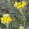 Fotografia 17 da espécie Helichrysum stoechas do Jardim Botânico UTAD