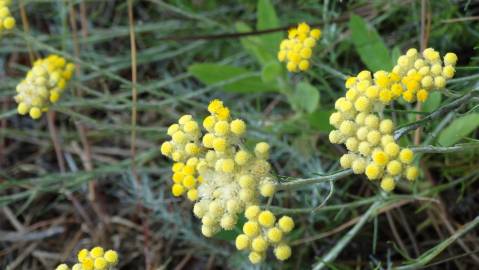 Fotografia da espécie Helichrysum stoechas