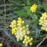 Fotografia 18 da espécie Helichrysum stoechas do Jardim Botânico UTAD