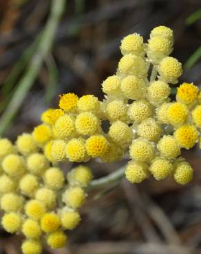 Fotografia 19 da espécie Helichrysum stoechas no Jardim Botânico UTAD