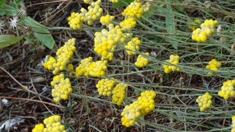 Fotografia da espécie Helichrysum stoechas