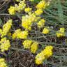 Fotografia 20 da espécie Helichrysum stoechas do Jardim Botânico UTAD
