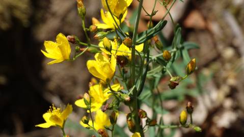 Fotografia da espécie Hypericum linariifolium