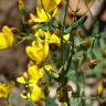 Fotografia 5 da espécie Hypericum linariifolium do Jardim Botânico UTAD