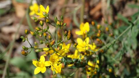 Fotografia da espécie Hypericum linariifolium