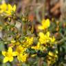 Fotografia 6 da espécie Hypericum linariifolium do Jardim Botânico UTAD