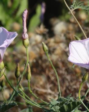 Fotografia 6 da espécie Convolvulus althaeoides no Jardim Botânico UTAD