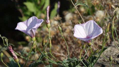 Fotografia da espécie Convolvulus althaeoides