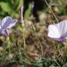 Fotografia 6 da espécie Convolvulus althaeoides do Jardim Botânico UTAD