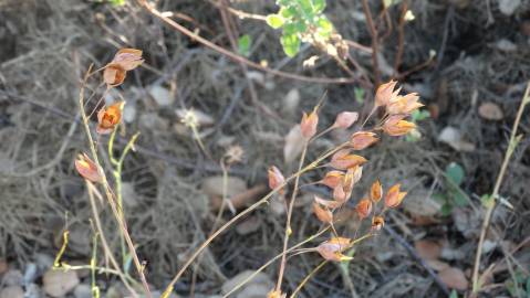 Fotografia da espécie Xolantha tuberaria