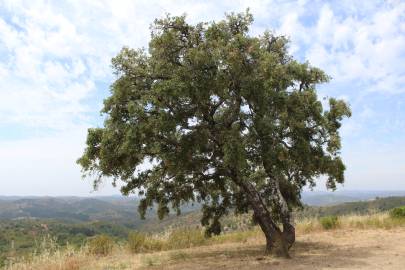 Fotografia da espécie Quercus rotundifolia