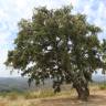 Fotografia 13 da espécie Quercus rotundifolia do Jardim Botânico UTAD