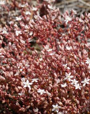 Fotografia 5 da espécie Sedum arenarium no Jardim Botânico UTAD