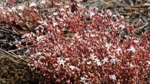 Fotografia da espécie Sedum arenarium