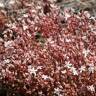 Fotografia 5 da espécie Sedum arenarium do Jardim Botânico UTAD