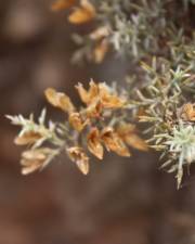 Fotografia da espécie Ulex argenteus