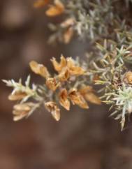 Ulex argenteus subesp. argenteus