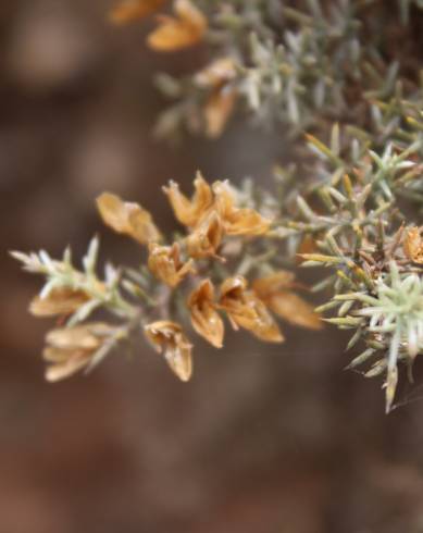 Fotografia de capa Ulex argenteus subesp. argenteus - do Jardim Botânico