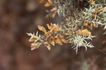 Fotografia da espécie Ulex argenteus subesp. argenteus