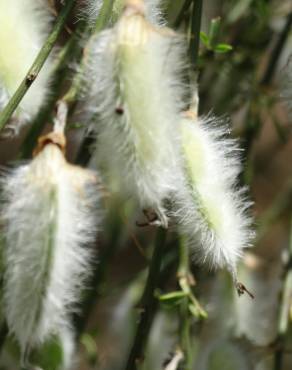 Fotografia 11 da espécie Cytisus striatus no Jardim Botânico UTAD