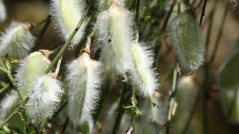 Fotografia da espécie Cytisus striatus