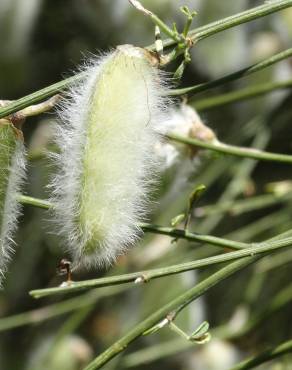 Fotografia 12 da espécie Cytisus striatus no Jardim Botânico UTAD